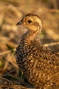 Close-up of Swainson spurfowl chick with catchlight