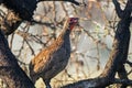 Close up Swainsons Francolin Bird Perched in Tree