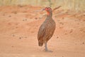 Close-up of Swainsons Spurfowl on sandy road Royalty Free Stock Photo