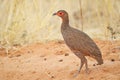 Close-up of Swainsons Spurfowl on sandy road Royalty Free Stock Photo