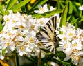 Close up of Swallow Tail butterfly on colourful Choisea bloom Royalty Free Stock Photo