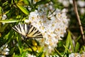 Close up of Swallow Tail butterfly on colourful Choisea blossom Royalty Free Stock Photo