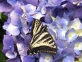 Close up Swallowtail Butterfly on Hydrangea Flower