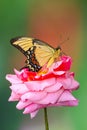 a close-up on a swallowtail butterfly on a rose flower Royalty Free Stock Photo