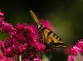 A frontal close up view of a Swallowtail butterfly in a Red Valerian flower garden