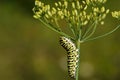 Close-up of a swallowtail caterpillar papillo crawling on the flower of wild fennel, against a green background Royalty Free Stock Photo