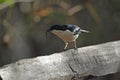 Close-up of Swamp Boubou on branch, Namibia