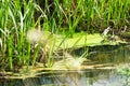 close-up swamp with moss and reed grasses