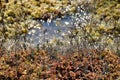 Close up of a swamp soil.