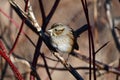 Close up of a Swamp sparrow bird sits perched on a branch