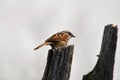 Swamp sparrow on a fence