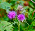 Close-up of Swamp Thistle plant in a lush garden setting