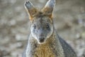 Swamp wallaby Royalty Free Stock Photo