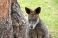 Swamp wallaby Royalty Free Stock Photo