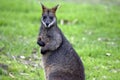 A swamp wallaby Royalty Free Stock Photo