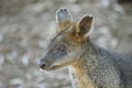 Swamp wallaby Royalty Free Stock Photo