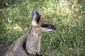 Swamp wallaby close up Royalty Free Stock Photo