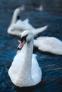 Close up of swan in Alster lake near the Town Hall. Hamburg City, Germany