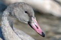Close up of a swan, beak, shorebird, head