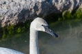 Close up of a swan, beak, shorebird, head, waterbird