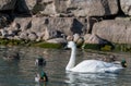 Close up of a swan, beak, shorebird, head, waterbird Royalty Free Stock Photo