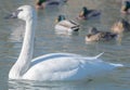 Close up of a swan, beak, shorebird, head, waterbird Royalty Free Stock Photo