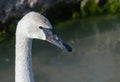 Close up of a swan, beak, shorebird, head, waterbird