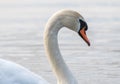 Close up of a swan, beak, shorebird, head, waterbird Royalty Free Stock Photo