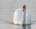 Close up of a swan, beak, shorebird, waterbird Royalty Free Stock Photo