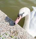 Close-up of swan eating peas on the lake shore. Royalty Free Stock Photo