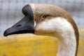 Close-up of a swan goose anser cygnaides Royalty Free Stock Photo