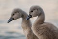 Close-up of a swan. Portrait of gray baby swans. Mute swan cygnets. Cygnus olor Royalty Free Stock Photo