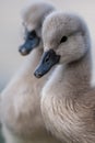 Close-up of a swan. Portrait of gray baby swans. Mute swan cygnets. Cygnus olor Royalty Free Stock Photo