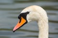 Close up of a Swan