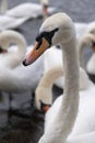 Close-up of a swan\'s head and neck amidst other swans in the water