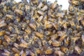 Close-up of a swarm of bees