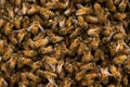 Close up of a swarm of bees in flight, buzzing. Royalty Free Stock Photo