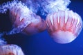 Close-up of a swarm of Chrysaora plocamia jellyfish Royalty Free Stock Photo