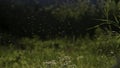 Close-up of swarm of midges in grass. Creative. Morning midges in green grass in meadow. Insects in grass on summer Royalty Free Stock Photo