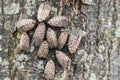 Close-up of Swarm of Spotted Lanternflies on Tree in Berks County, Pa