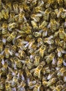 Close up of swarming bees Royalty Free Stock Photo