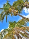 Close up of swaying coconut palms, blue sky, Playa del Carmen, Mexico Royalty Free Stock Photo