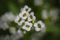 Close-up of sweet allysum flowers Royalty Free Stock Photo