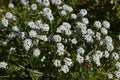 Close-up of Sweet Alyssum Flowers, Lobularia Maritima