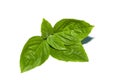Close up Sweet Basil leaf on white background Royalty Free Stock Photo