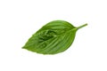 Close up Sweet Basil leaf on white background Royalty Free Stock Photo
