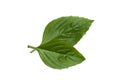 Close up Sweet Basil leaf on white background Royalty Free Stock Photo