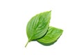 Close up Sweet Basil leaf on white background Royalty Free Stock Photo