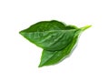 Close up Sweet Basil leaf on white background Royalty Free Stock Photo