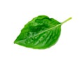 Close up Sweet Basil leaf on white background Royalty Free Stock Photo